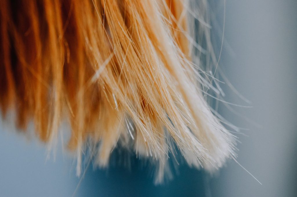 Gros plan sur une chevelure poivre et sel mêlant cheveux blancs et pigmentés