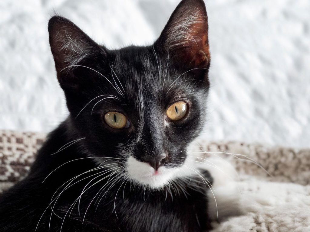 Chaton aux grands yeux illustrant le schéma bébé