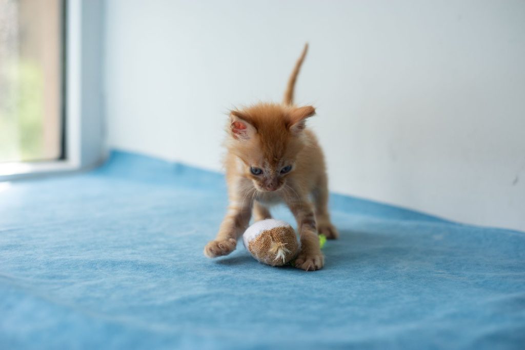 Chaton en train de jouer dans l'herbe
