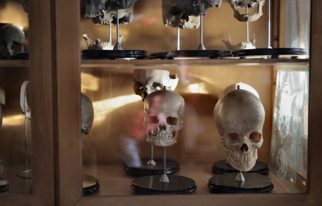 Cranes humains exposes dans une vitrine de musee