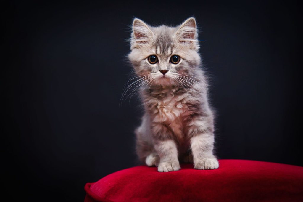 Chaton aux grands yeux, stimulus typique de l'agressivite mignonne
