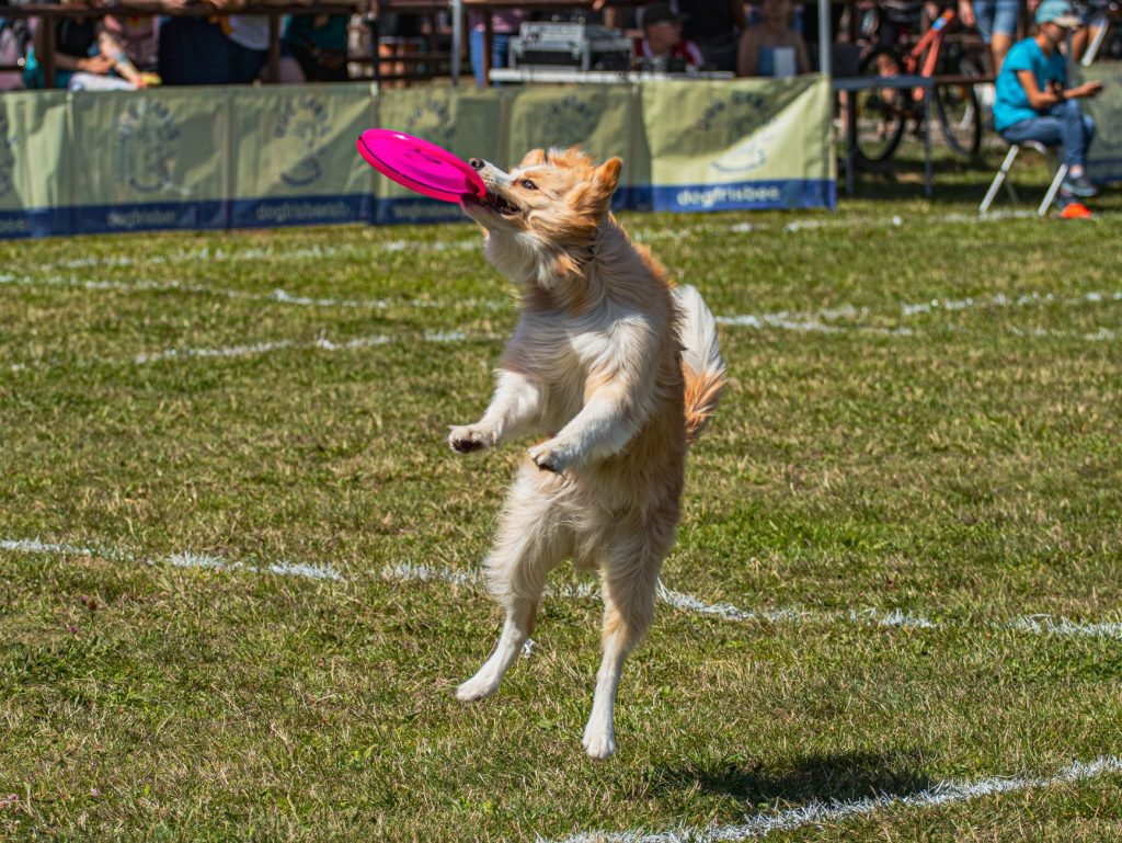 Joueurs d'ultimate frisbee en plein match sur un terrain herbeux